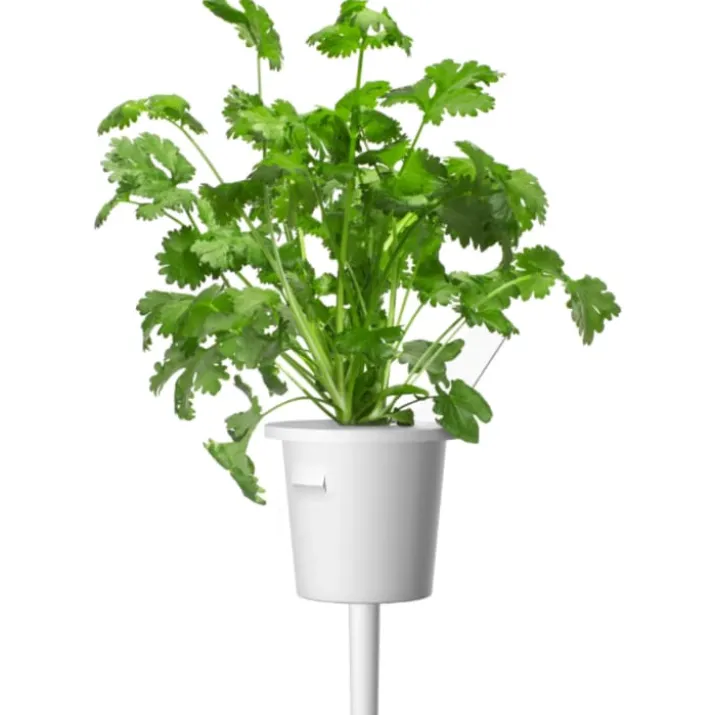 Click and Grow koriander - 3 stk