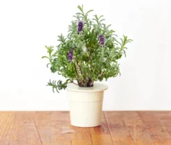 Click and Grow lavendel - 3 stk