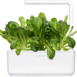 Click and Grow romaine salat - 3 stk