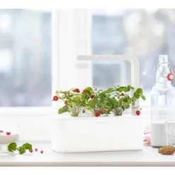 Click and Grow vilde jordbær - 3 stk