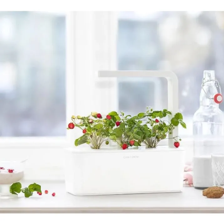 Click and Grow vilde jordbær - 3 stk